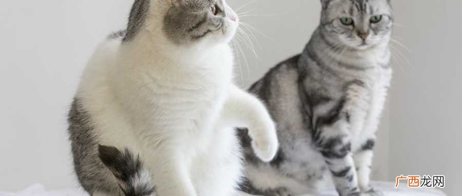 女人梦见很多猫是什么预兆