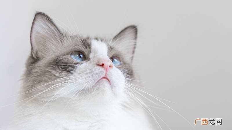 梦见很多猫是什么意思