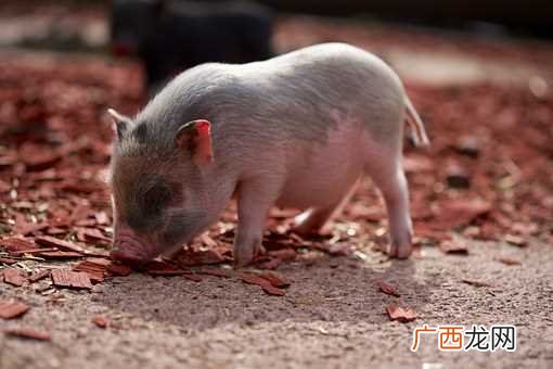 梦见小猪是什么意思