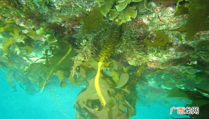 海草是一类生活在温带海域沿岸浅水中的单子叶草本植物 海草是海带吗