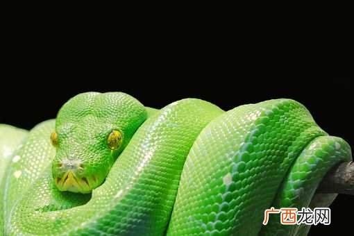 梦见两条蛇缠在一起是什么意思