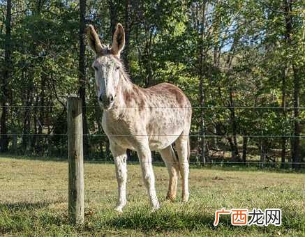 梦见驴是什么意思