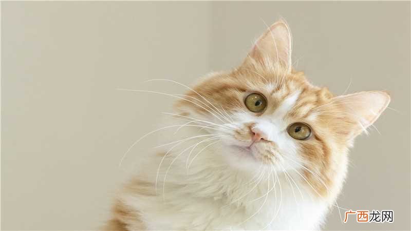 猫到底是招财还是来灾