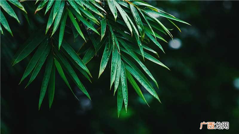 院子里种什么树招财