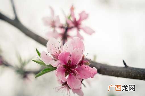 梦见桃花开满枝头是什么意思