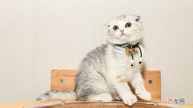 梦见养猫是什么意思