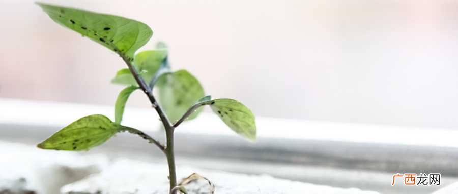 梦见种树是什么意思