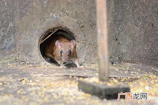 梦见好多老鼠满地跑是什么意思