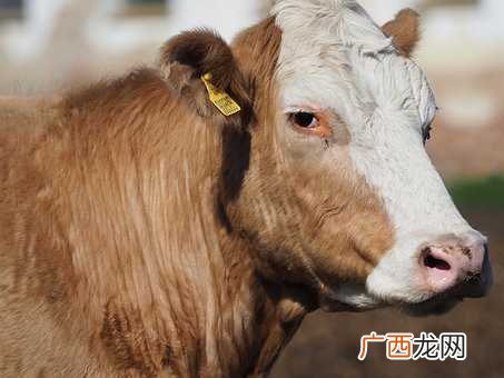 梦见黄牛有什么兆头