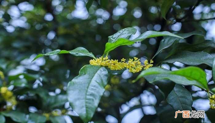 桂花什么时候开花