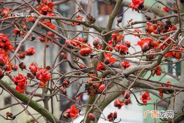 木棉花的功效与禁忌
