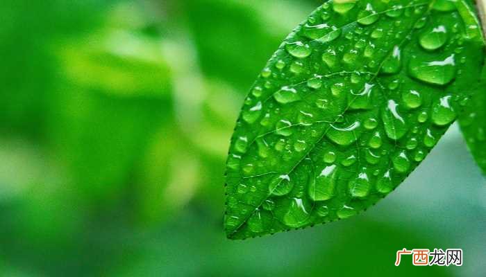 《雨打芭蕉》是广东音乐代表性曲目 雨打芭蕉是我国哪个地方的音乐代表