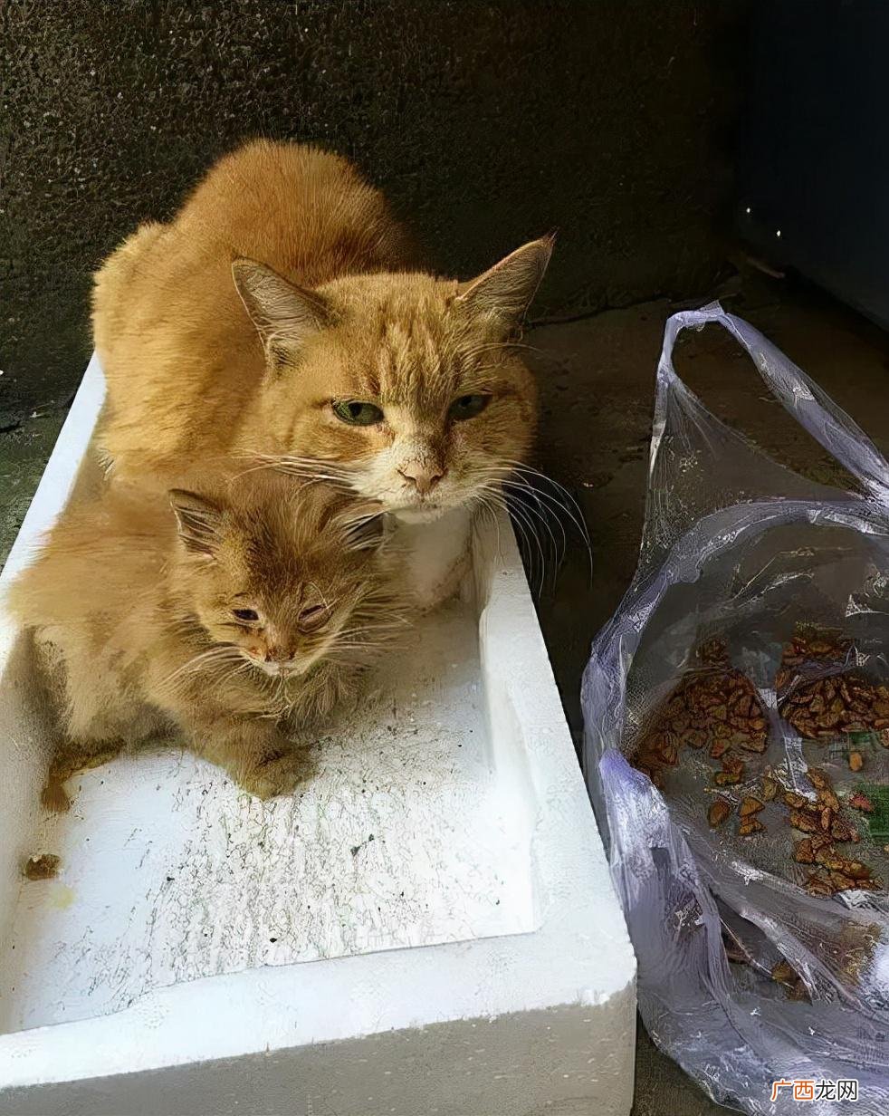 流浪猫蹭人腿绕来绕去希望被收养 流浪猫渴望被收养的表现