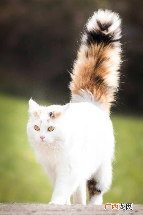其实，看尾巴就知道了 猫高兴的时候有什么表现