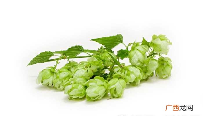啤酒花是一种攀援性草本植物 啤酒花是什么东西