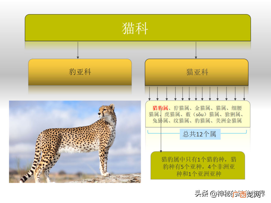 猎豹的生活习性及食物来源 猎豹每小时跑多少千米
