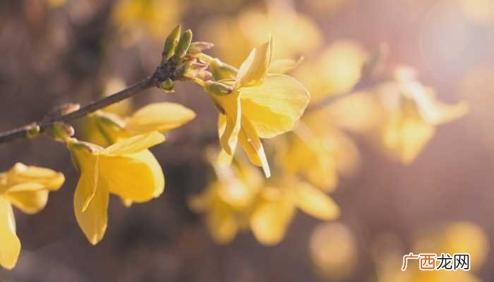 迎春花是什么季节开的