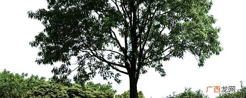诺丽果是一种生长在波利尼西亚的热带性植物果实 诺丽果是什么