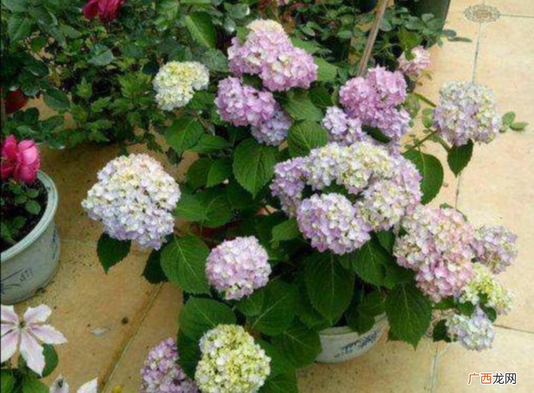 绣球花室外怎么过冬来年开花多 绣球花冬天能在外面过冬吗