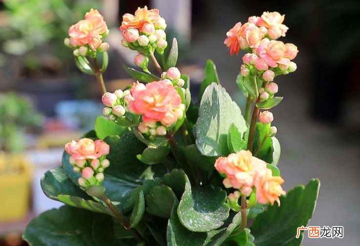 长寿花花期有多长