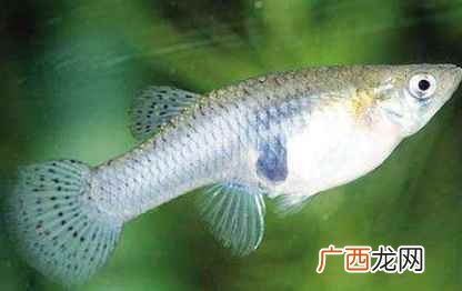 巴沙鱼是海鱼还是淡水