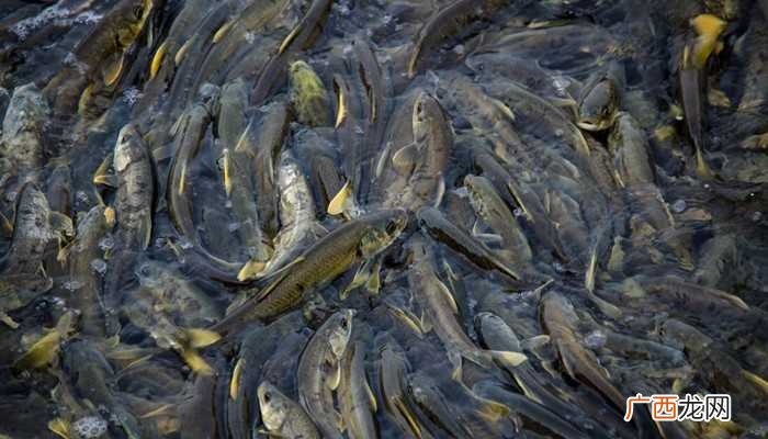 青海湖产湟鱼是什么意思 青海湖产什么鱼