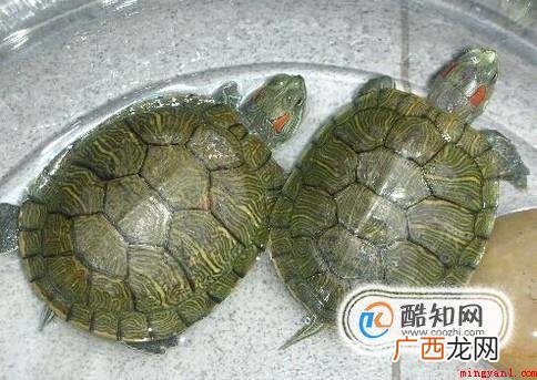 乌龟的食物有哪些 小乌龟吃什么适合小乌龟的食物