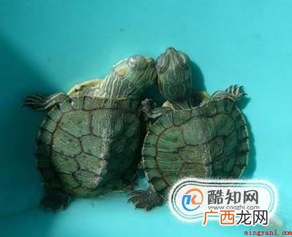 乌龟的食物有哪些 小乌龟吃什么适合小乌龟的食物