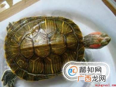 乌龟的食物有哪些 小乌龟吃什么适合小乌龟的食物