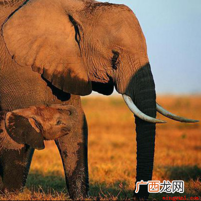 你知道大象家庭是什么吗? 象群的首领都是雌性吗？