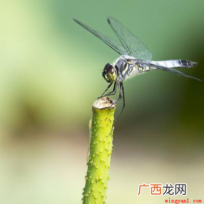 人们通常会借助于哪种昆虫，对湿地水质进行监测？