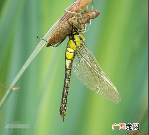 人们通常会借助于哪种昆虫，对湿地水质进行监测？