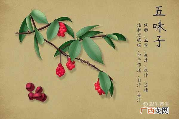 五味子泡水的功效与作用