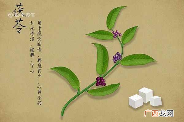 茯苓的功效与作用及禁忌