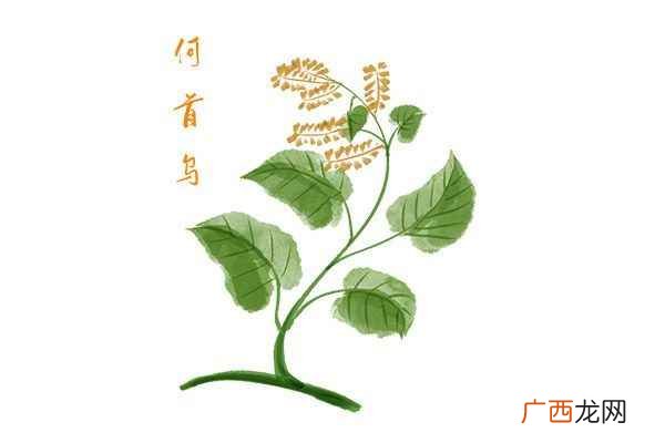 首乌的功效与作用吃法