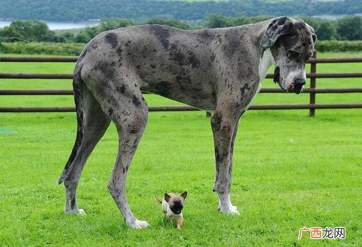 世界大型名犬品种大全及图片 十大巨型犬排行