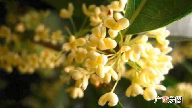 桂花结果可以吃吗 桂花结果能吃吗