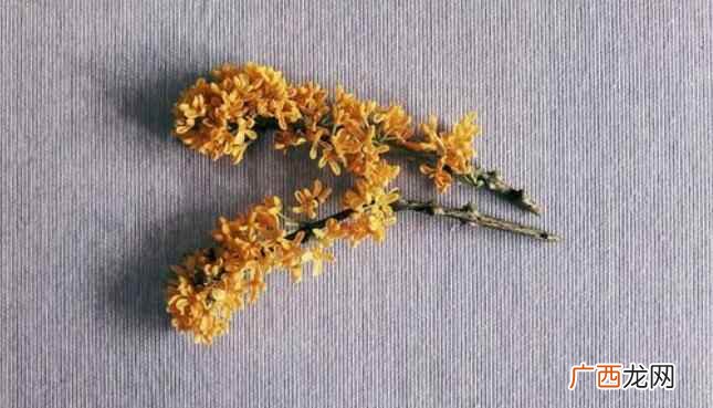 吃桂花的时候要注意这一点 吃桂花的注意事项