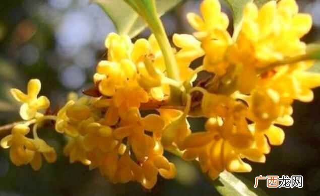 桂花是什么