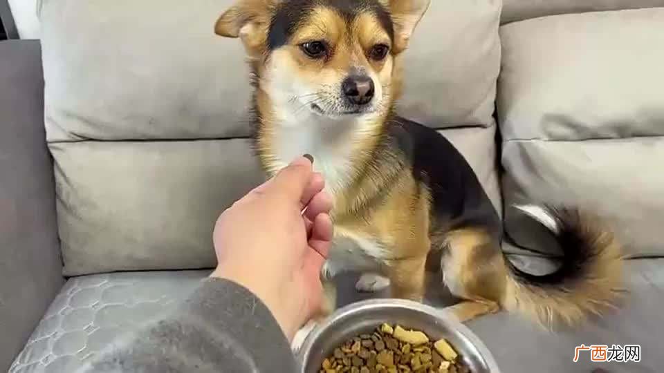 这些办法可以解决问题 狗狗挑食不吃狗粮怎么办