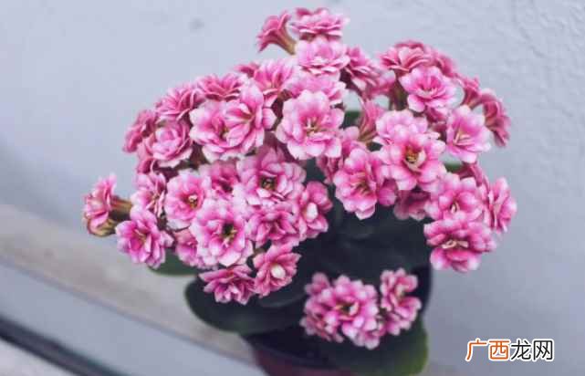 家里养长寿花的四大好处 长寿花好养活吗