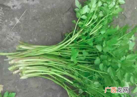 吃水芹菜有什么好处