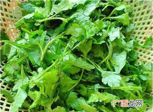 菊花脑和野菊花之间的区别 菊花脑是不是野菊花