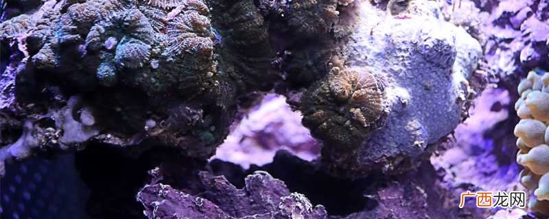 海绵生物的大小是不固定的 海绵是生物吗