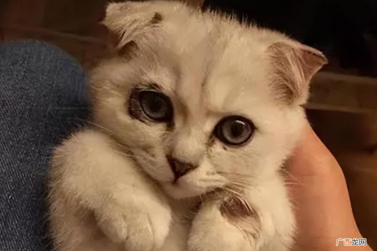 这几招解决猫咪泪痕少花冤枉钱 猫泪痕严重怎么去除
