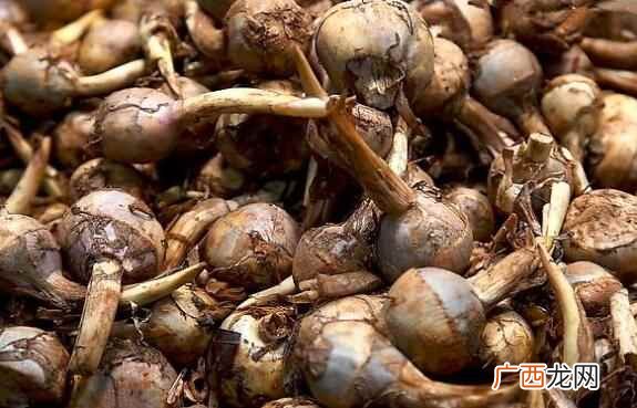 慈姑是不是蔬菜 慈姑是蔬菜吗