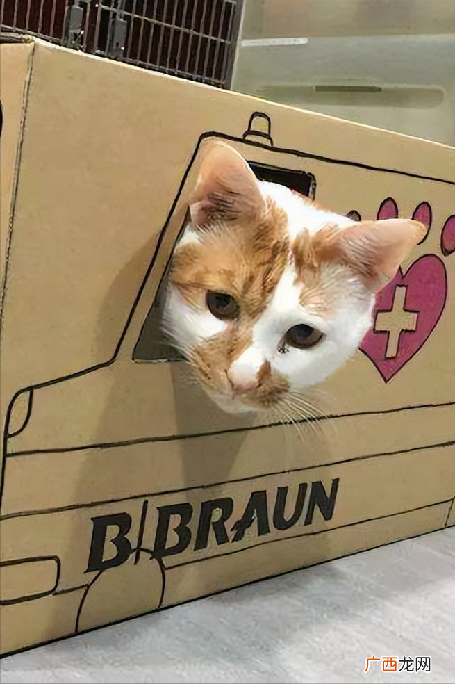 猫咪偏爱纸箱子的原因 为什么猫喜欢纸箱