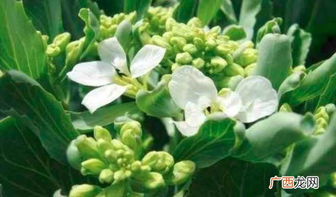 芥蓝开花了可不可以吃 芥蓝开花了可以吃吗