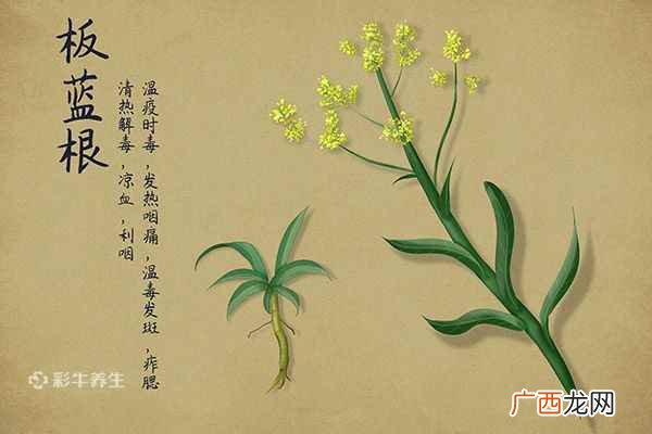 板蓝根的功效与作用及禁忌