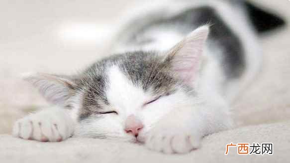 猫咪驱虫需要每月进行! 猫咪多久做一次驱虫
